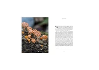 Entangled Life- The Illustrated Edition- How Fungi Make Our Worlds by Merlin Sheldrake