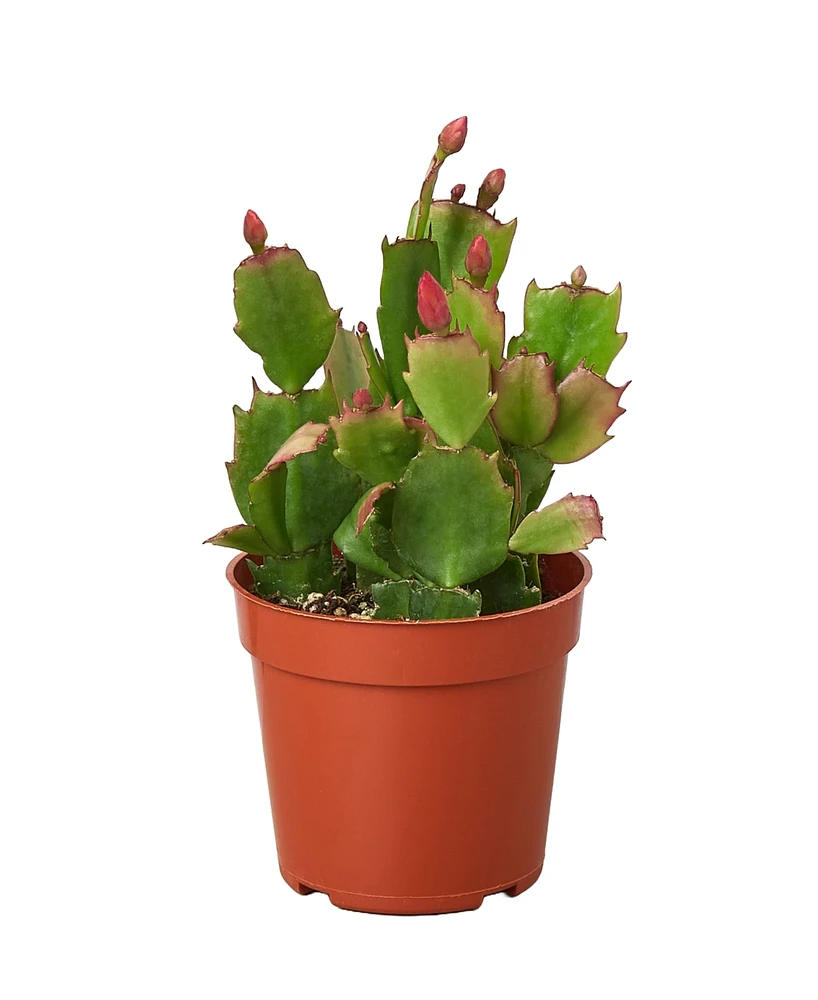 House Plant Shop Zygo Christmas Cactus in 4" Pot