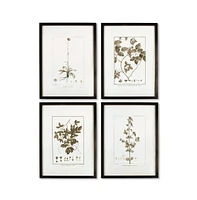 Framed Sepia-Tone Botanical Prints, Set Of 4