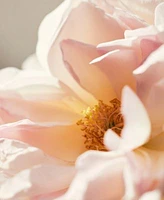 Roses De Chloe Eau De Toilette Fragrance Collection