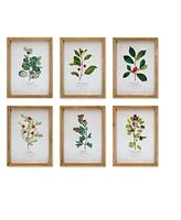 Slickblue Wood Framed Winter Foliage Encyclopedia Print Under Glass (Set of 6)