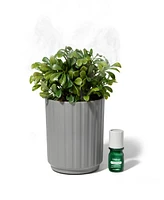 Lifelines Boxwood Plant Diffuser