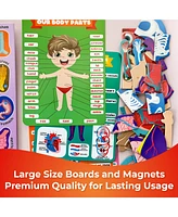 Quokka Human Body Parts Anatomy Skeleton Magnetic Puzzles for Kids 3-5 - Assorted Pre