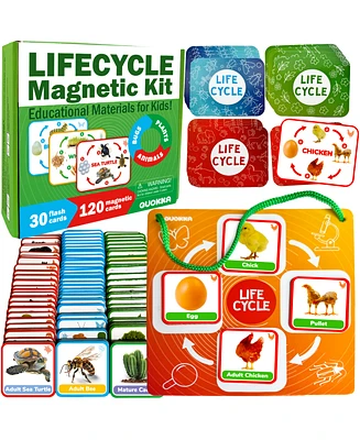 Quokka Life Cycle Kit Toy Montessori - Flash Cards Science Activities