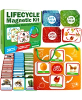 Quokka Life Cycle Kit Toy Montessori - Flash Cards Science Activities - Assorted Pre