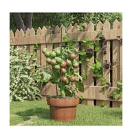 Garden Plant Supports with 3 Rings 5 pcs Green 17.7" Steel
