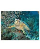 Ready2HangArt 'Turtle' Canvas Wall Art Print