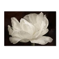 Cora Niele 'White Tulip Iii' Canvas Art, 30" x 47"