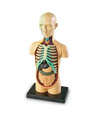 Learning Resources Human Body Anatomy Model
