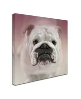 Jai Johnson 'Got Treat Bulldog Puppy' Canvas Art - 14" x 14" x 2"