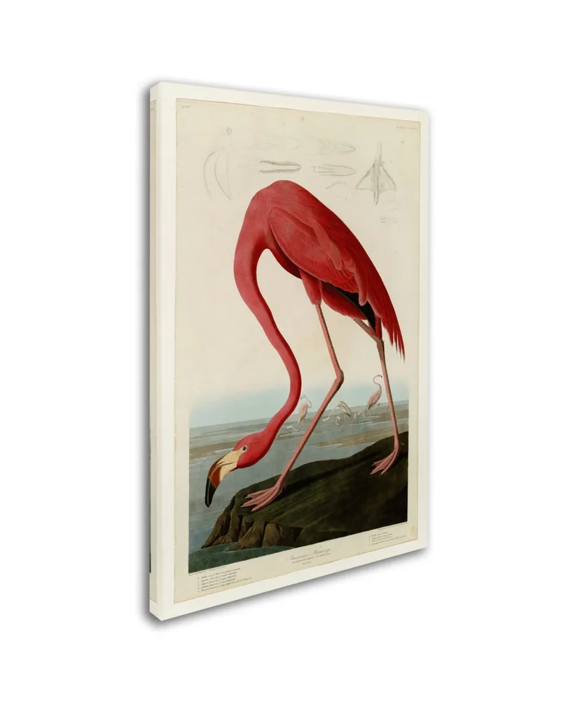 John James Audobon 'American Flamingo' Canvas Art - 47" x 30" x 2"