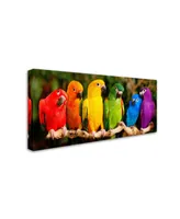 Mike Jones Photo 'Rainbow Parrots' Canvas Art