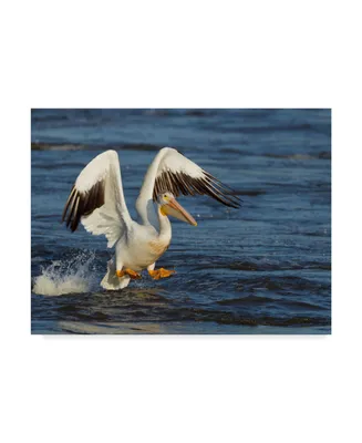 Galloimages Online 'Pelican Flying' Canvas Art