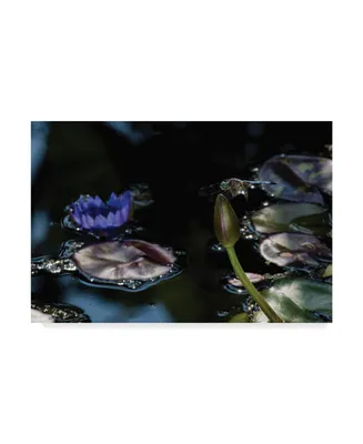 Kurt Shaffer 'The Dragonfly And The Lotus' Canvas Art