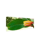 Kurt Shaffer 'Plumeria Opening' Canvas Art - 19" x 8"