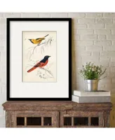 Courtside Market Dorbigny Birds Viii Framed Matted Art Collection