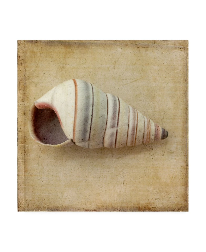 Judy Stalus Sepia Shell Iv Canvas Art - 27" x 33"