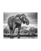 Jaco Marx Standing Proud Elephant Canvas Art - 20" x 25"