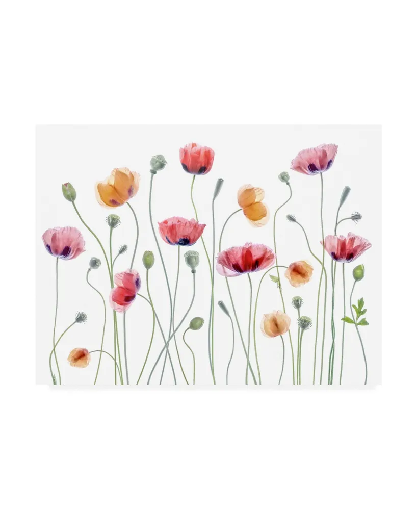 Mandy Disher Papaver Party Canvas Art
