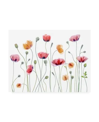 Mandy Disher Papaver Party Canvas Art