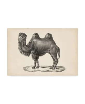 Brodtmann Brodtmann Camel Canvas Art