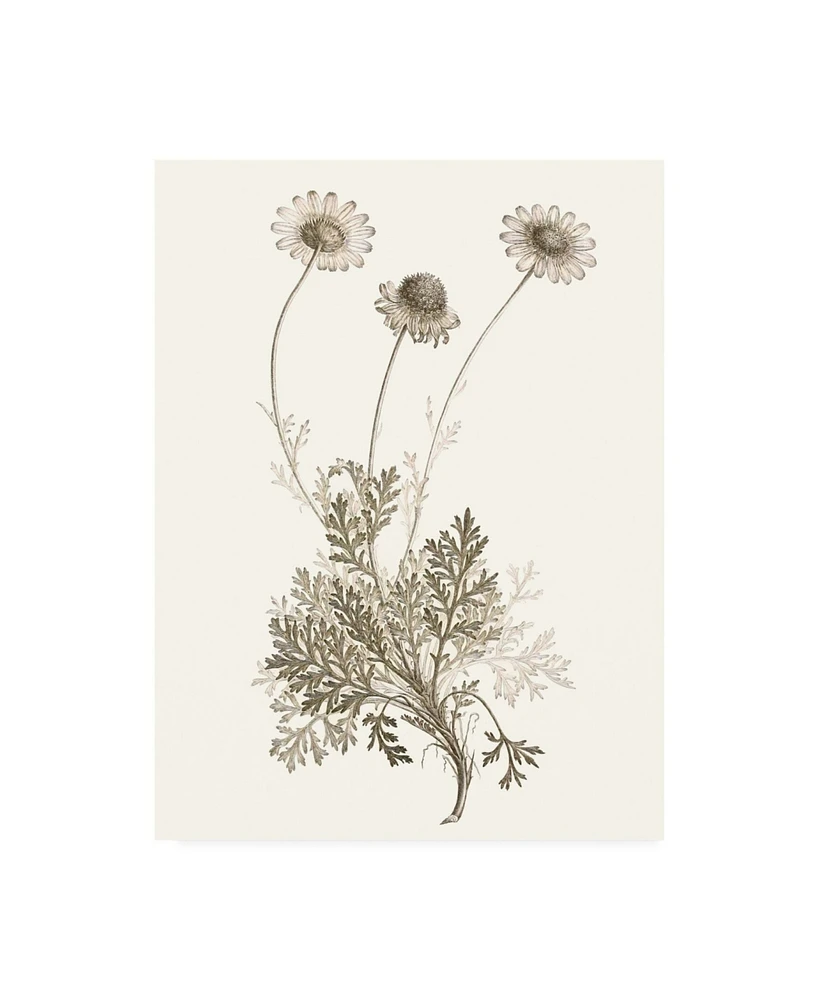 Vision Studio Neutral Botanical Study Viii Canvas Art - 36.5" x 48"