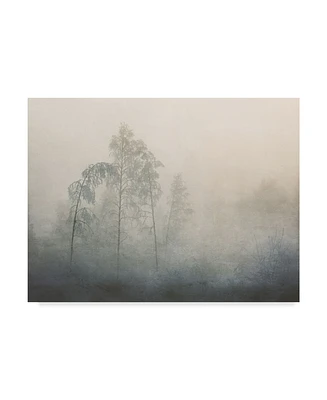 Asmund Kvarnstrom Tree Fog Canvas Art