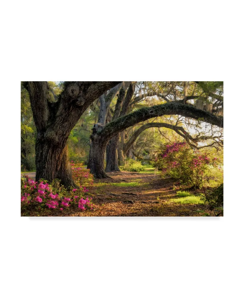 Danny Head Under the Live Oaks I Canvas Art