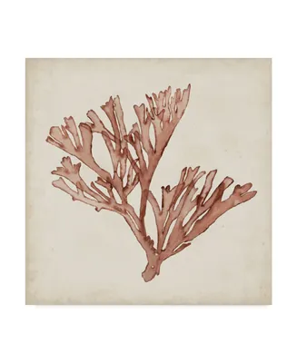 Naomi Mccavitt Seaweed Specimens Xiii Canvas Art
