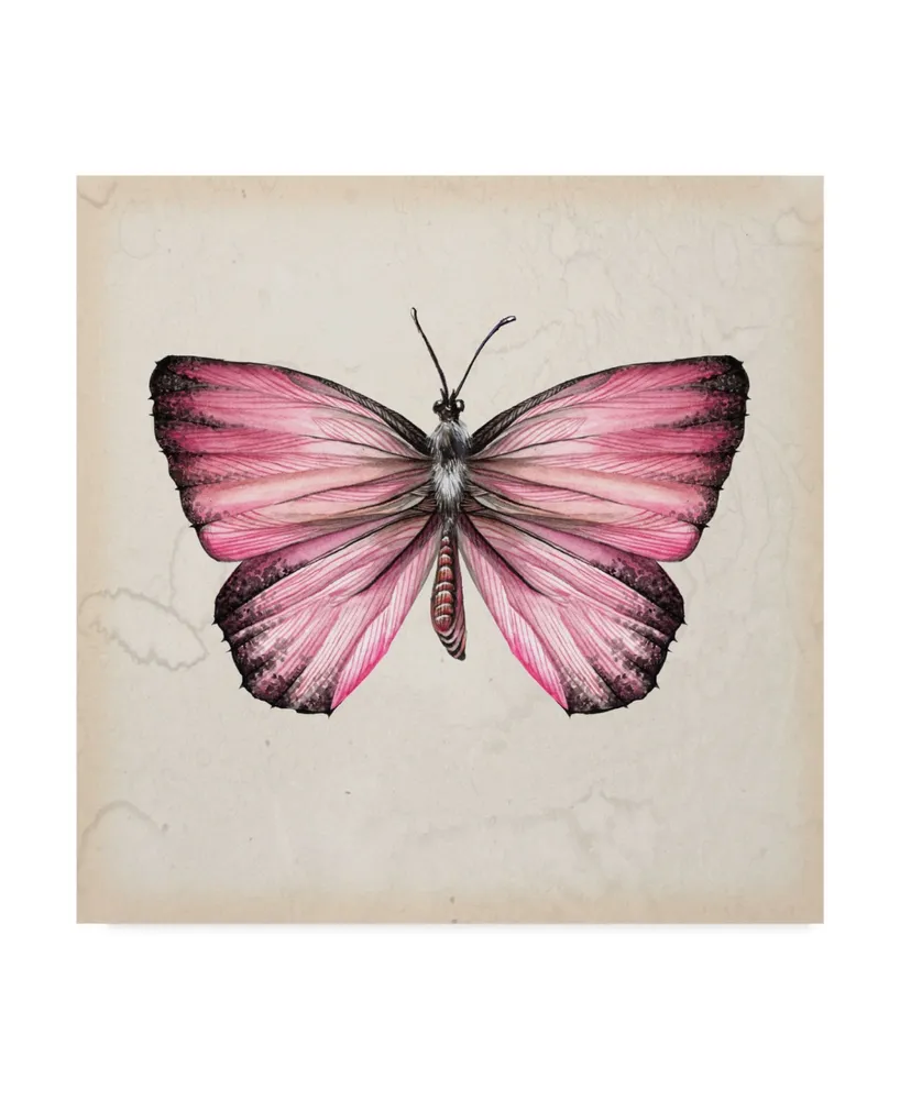 Melissa Wang Butterfly Study Iv Canvas Art