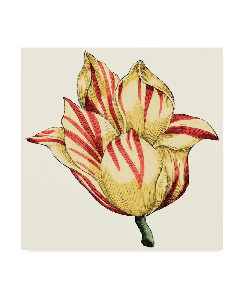 Vision Studio Tulip Garden Iii Canvas Art