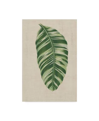 Unknown Leaves on Linen Vi Canvas Art - 37" x 49"