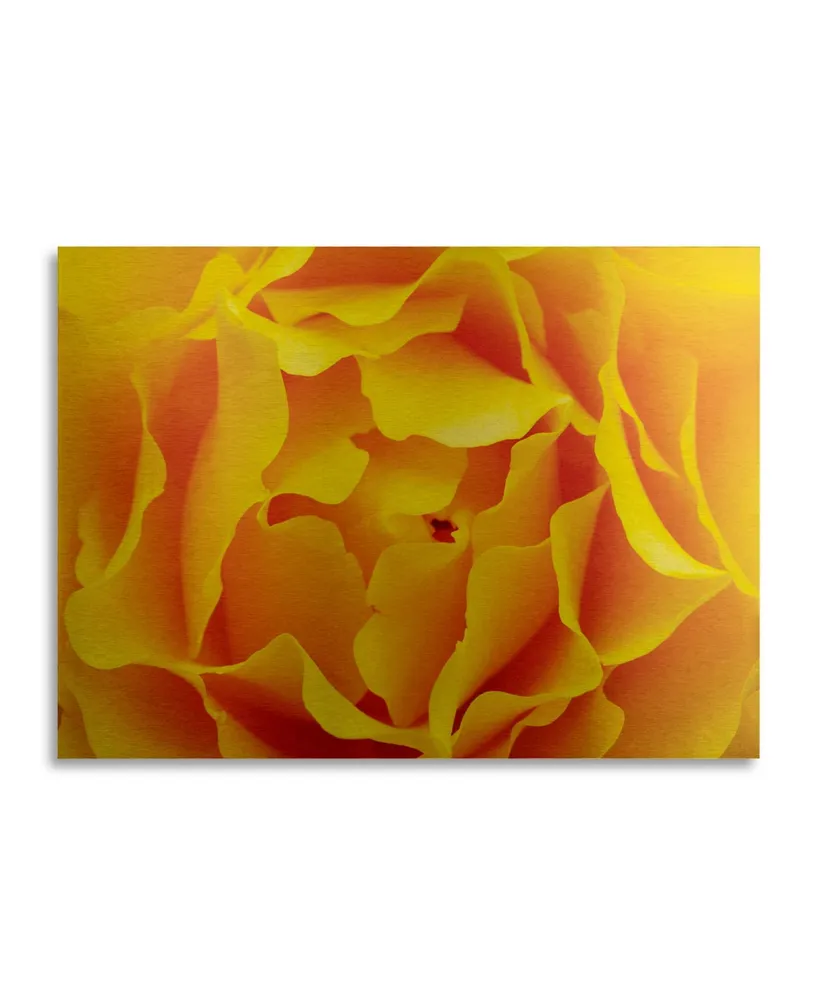 Kurt Shaffer Hypnotic Yellow Rose By Kurt Shaffer Floating Brushed Aluminum Art - 22" x 25"