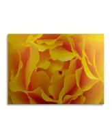 Kurt Shaffer Hypnotic Yellow Rose By Kurt Shaffer Floating Brushed Aluminum Art - 22" x 25"