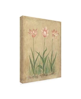 Debra Lake Pink and White Tulips Canvas Art - 27" x 33.5"