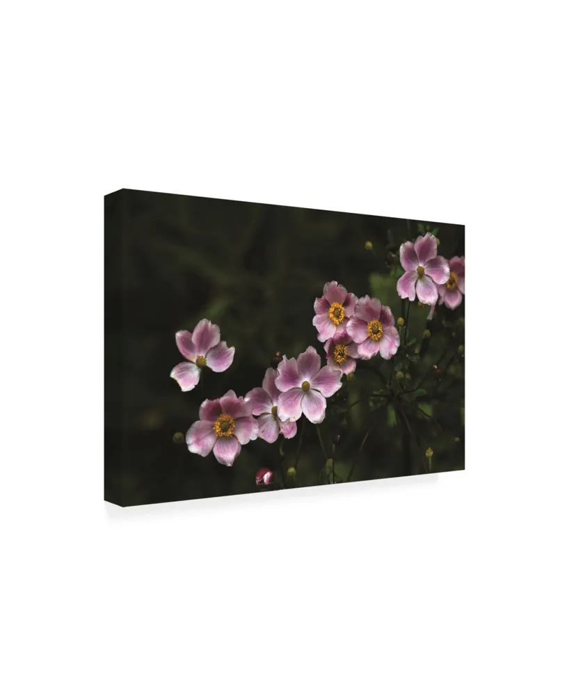 Kurt Shaffer Photographs Pink in the Garden Canvas Art