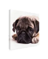 Edward M. Fieldin Sad Sack Pug Canvas Art - 19.5" x 26"