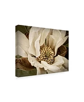 Rachel Perry Classic Magnolia Ii Canvas Art - 37" x 49"