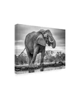 Jaco Marx Standing Proud Elephant Canvas Art - 20" x 25"