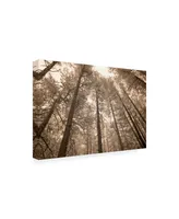 Monte Nagler Forest Under Sky Sepia Tone Canvas Art - 37" x 49"