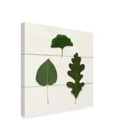 Wild Apple Portfolio Leaf Chart Iii Shiplap Canvas Art - 15" x 20"