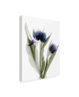 Judy Stalus Xray Tulip Ix Canvas Art - 15" x 20"