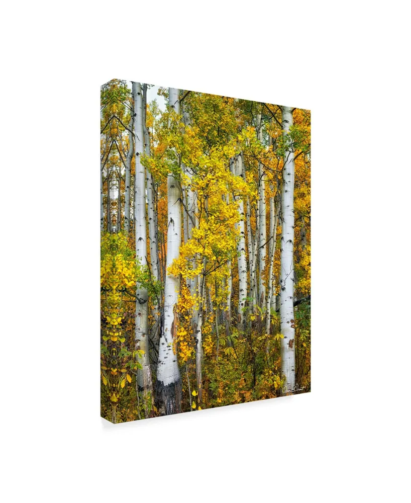 David Drost Yellow Woods V Canvas Art