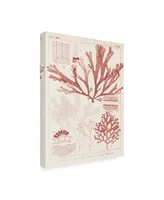 Vision Studio Antique Coral Seaweed Iv Canvas Art - 15" x 20"