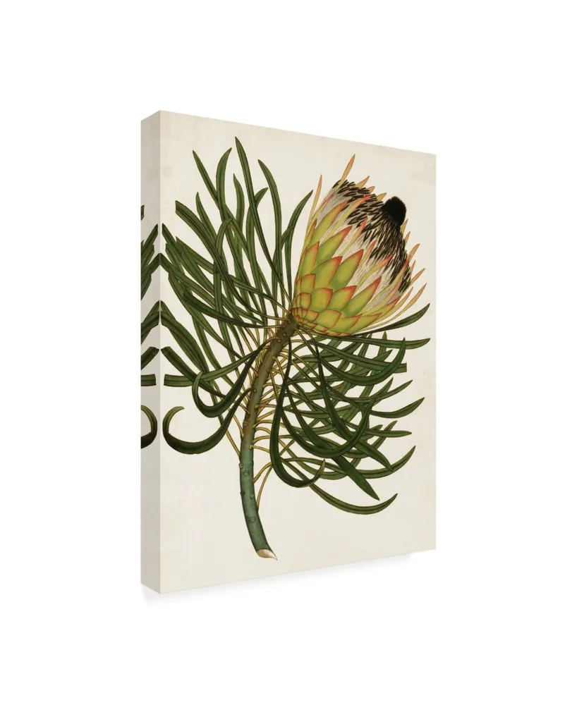 Unknown Antique Protea Iii Canvas Art - 15" x 20"