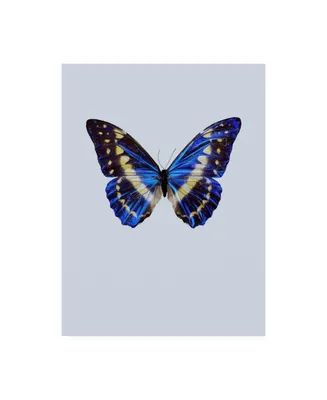 Incado Blue Butterfly Study Canvas Art - 15.5" x 21"
