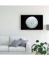 Lotte Gronkjar Ranunculus White Canvas Art
