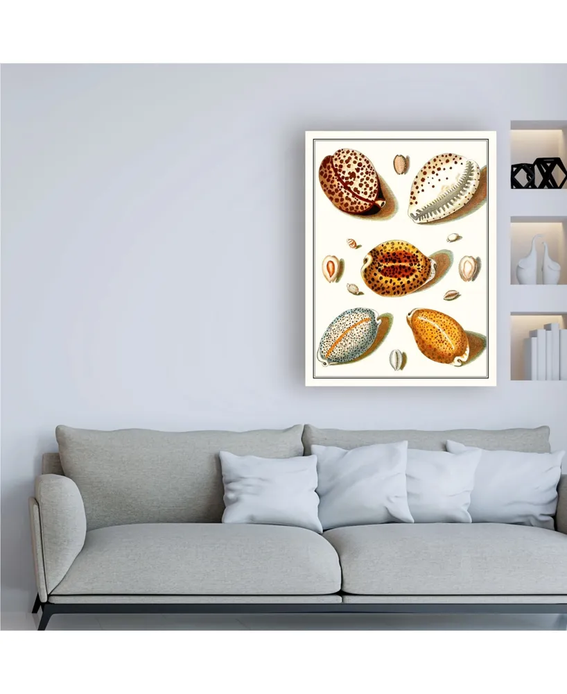 Vision Studio Collected Shells Iii Canvas Art