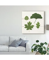 Wild Apple Portfolio Leaf Chart V Shiplap Canvas Art - 15" x 20"