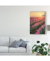 Alan Majchrowicz Skagit Valley Tulips Ii Canvas Art - 20" x 25"